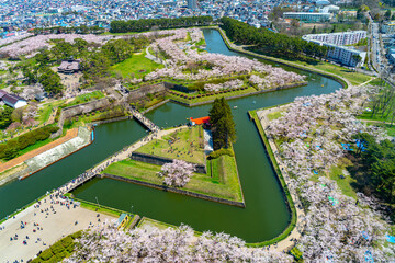 Goryokaku park in springtime cherry blossom season ( April, May ), aerial view star shaped fort in...