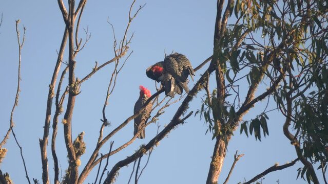 a pair of gang-gang cockatoos preen in a dead tree at kosciusko national park in the snowy mountains of nsw, australia