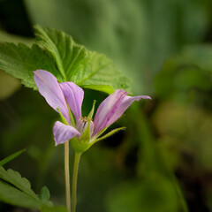 A delicate pink Arctic Raspberry wildflower on a background of green leaves in a forest setting. Rubua arcticus
