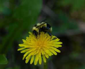 A wild bumble bee sitting on a bright yellow spring wildflower. The bee has a delicate dusting of yellow pollen on it’s legs. Bombus

