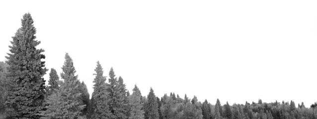 A forest of evergreen trees that are covered with snow creating a lower frame with a transparent sky.
