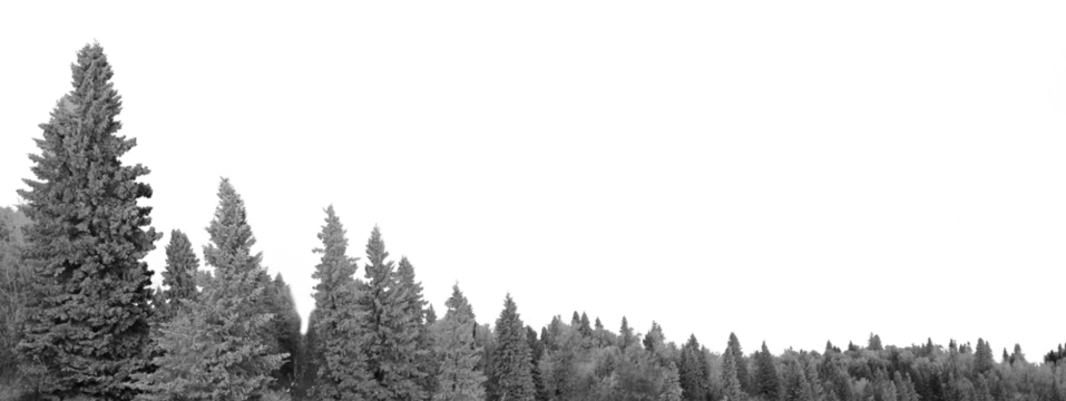 A forest of evergreen trees that are covered with snow creating a lower frame with a transparent sky.
