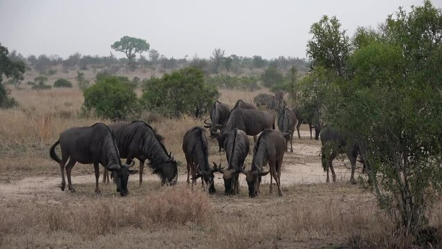 African savanna Buffalo herd, Africa
Kruger National Park, South Africa, 2022 
