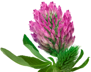 Pink   clover wild flower on a stem with green leaves. Flower   on  isolated   background with clipping path. Close-up.  Transparent background.   Nature.