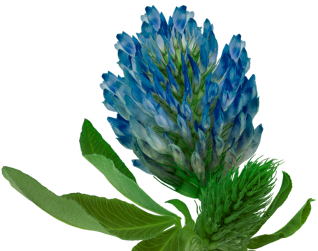 Blue   clover wild flower on a stem with green leaves. Flower   on  isolated   background with clipping path. Close-up. Transparent background.   Nature. - Powered by Adobe