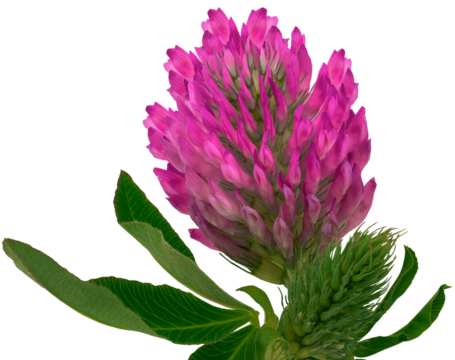 Pink   clover wild flower on a stem with green leaves. Flower    on  isolated  background with clipping path. Close-up.  Transparent background.   Nature.