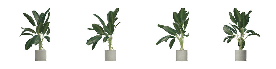 Collection of Beautiful Home Plants in Pots isolated on Transparent Backgrounds. 3D Render.