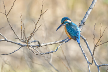 カワセミ(Kingfisher)