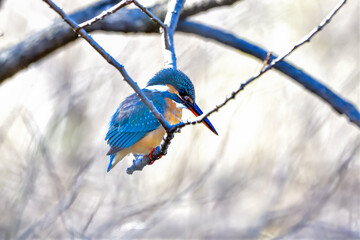 カワセミ(Kingfisher)