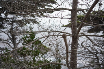 trees in the forest