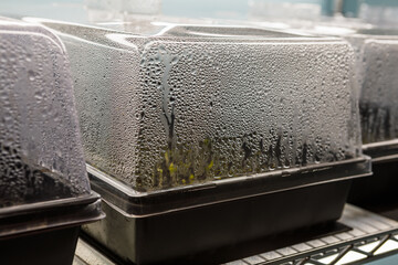 Trays of seed starting equipment growing indoors under LED grow lights, with condensation forming on the humidity domes - 566459171