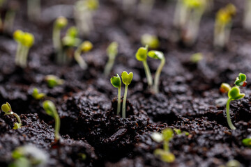 Brand new seedlings emerge from the soil blocks in seed starting trays growing indoors - 566459181