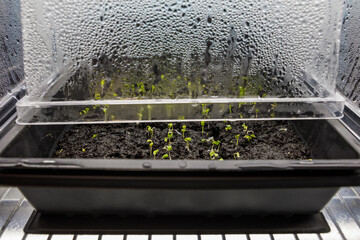 Seedlings growing in soil blocks in a seed starting tray with condensation droplets forming on the humidity dome covering the tray
