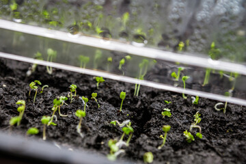 Close up of seedlings growing in soil blocks in seed starting trays under a humidity dome