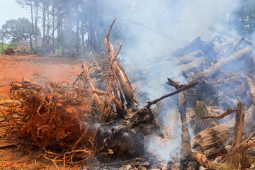 An uprooted forest is being burned in construction site for purpose of building houses