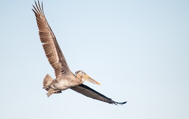 A large brown pelican in full wing spread flight up close 