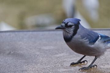 Close up of a Blue Jay