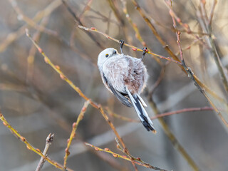 European long-tailed tit, latin name Aegithalos caudatus. A bird sitting on a branch in a deciduous forest.