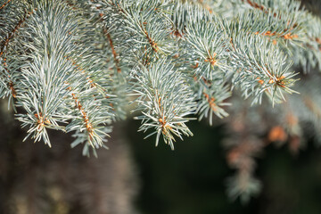 Background of green spruce branches in sunset light