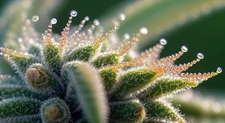 Fotobehang The Beauty of Trichomes: A Close-up Look at Cannabis Flowers © 0xfrnt
