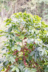 ripe arabica coffee beans on brance tree in farm.green Robusta and arabica coffee berries by agriculturist hands,Worker Harvest arabica coffee berries on its branch, agriculture concept.