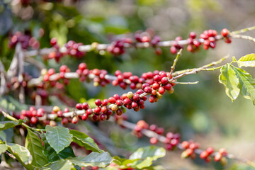 ripe arabica coffee beans on brance tree in farm.green Robusta and arabica coffee berries by agriculturist hands,Worker Harvest arabica coffee berries on its branch, agriculture concept.