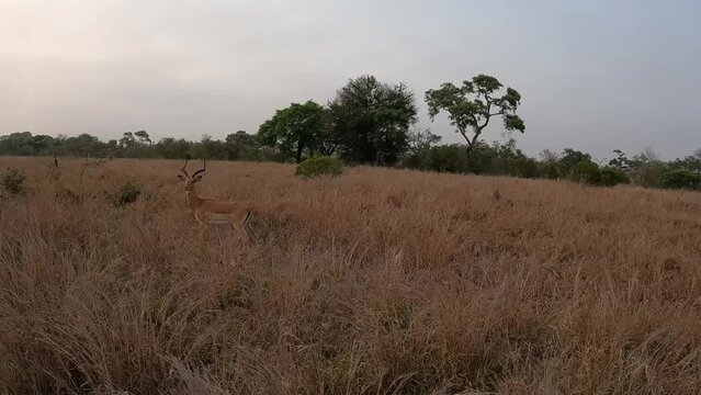 Impala stand in field and runs away, Africa
Kruger National Park, South Africa, 2022 
