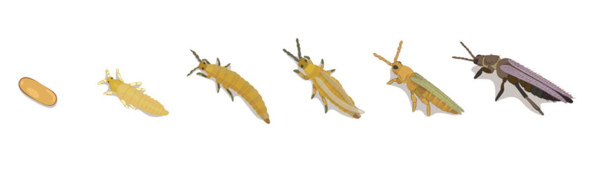 Ilustración en vectores editables de desarrollo y crecimiento, ciclo de vida de insecto Thrips Tabaci Lindeman, plagas de cebolla y ajo.  