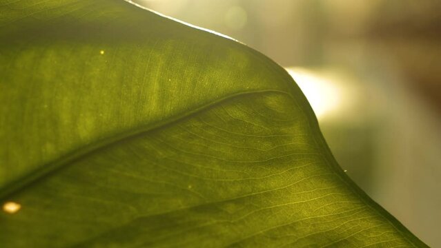 MACRO, LENS FLARE: Beautiful texture and vein pattern of a vibrant green leaf. Detailed view of visible pest problems on speckled and perforated big leaf of exotic potted plant in home indoor jungle.