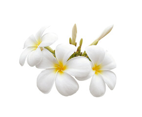 Obraz na płótnie Canvas Frangipani flower isolated on transparent png
