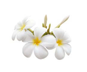 Frangipani flower isolated on transparent png