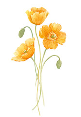 Naklejka premium Yellow poppy flower (transparent background)