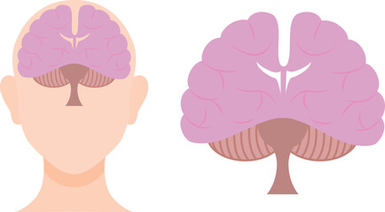 正面から見た脳のイラストセット／Illustration set of the brain seen from the front