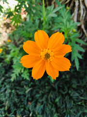 yellow lily flower in garden close-up
