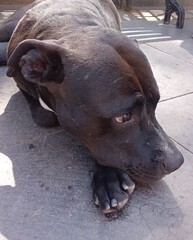 Fototapeta premium american staffordshire terrier