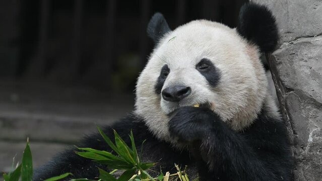 giant panda eating bamboo