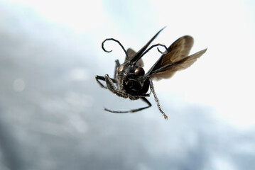 a macro photo of a wasp in flight
