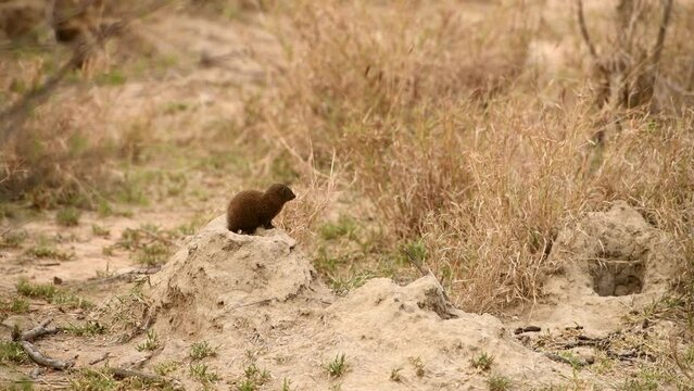 Dwarf Mongoose stands near hole, Africa 
Kruger National Park, South Africa, 2022 
