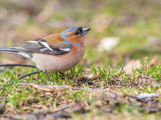 Common chaffinch, Fringilla coelebs, sits on a green lawn in spring. Common chaffinch in wildlife.