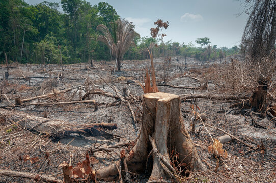 Destrucción de la selva y Cambio climático