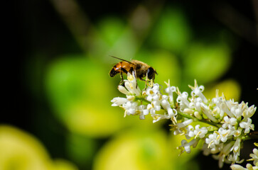 Bee Feeding