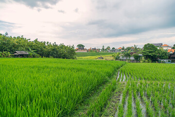 Fototapeta na wymiar Rice fields in Bali, Indonesia