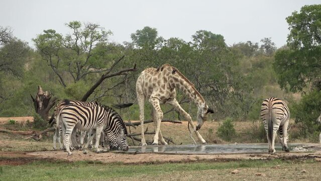 Giraffe and zebras drinking water from pond, Savannah, 2023
Kruger National Park, South Africa, 2023
