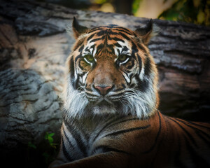 Beautiful Sumatran tiger