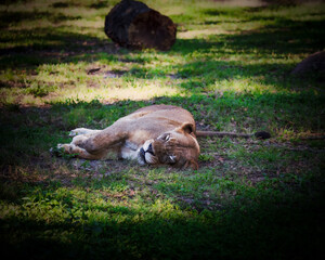 A female lion rests in the shade