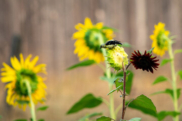 Golden finch on a sunflower