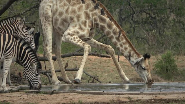 Giraffe and zebras drinking water from pond, Africa 2023
Kruger National Park, South Africa, 2023
