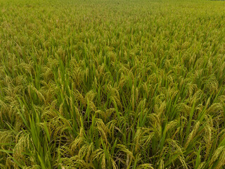 Aerial view of the rice field from drone