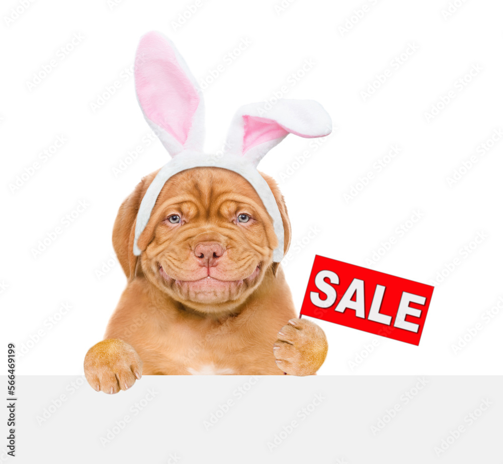 Poster smiling puppy wearing easter rabbits ears looks from behind empty white banner and shows signboard w