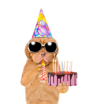 Mastiff puppy wearing sunglasses and party cap blows into party horn and holds birthday cake with many burning candles. isolated on white background
